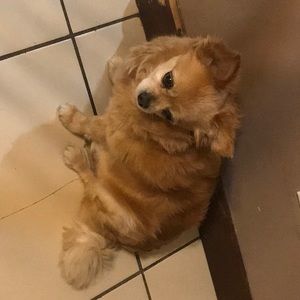 Meet your Posher, Jade